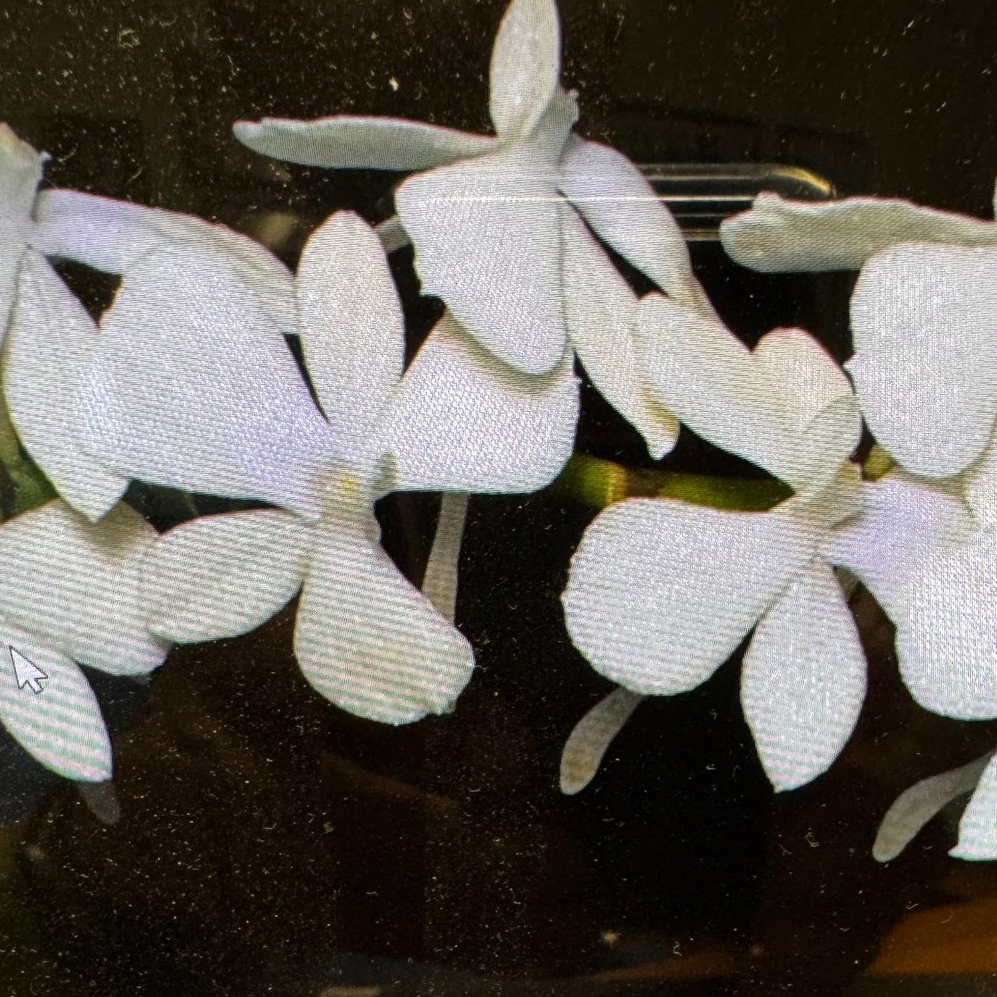 Aerangi s citrata — Angraecum, Natt's Orchids