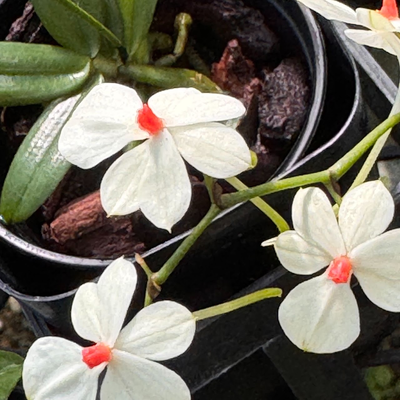 Aerangis luteoalba — Angraecum, Natt's Orchids
