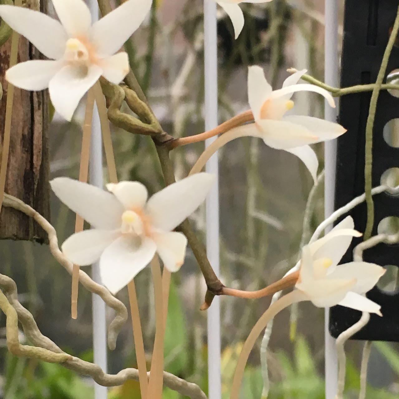 Aerangis mystacidii — Angraecum, Natt's Orchids