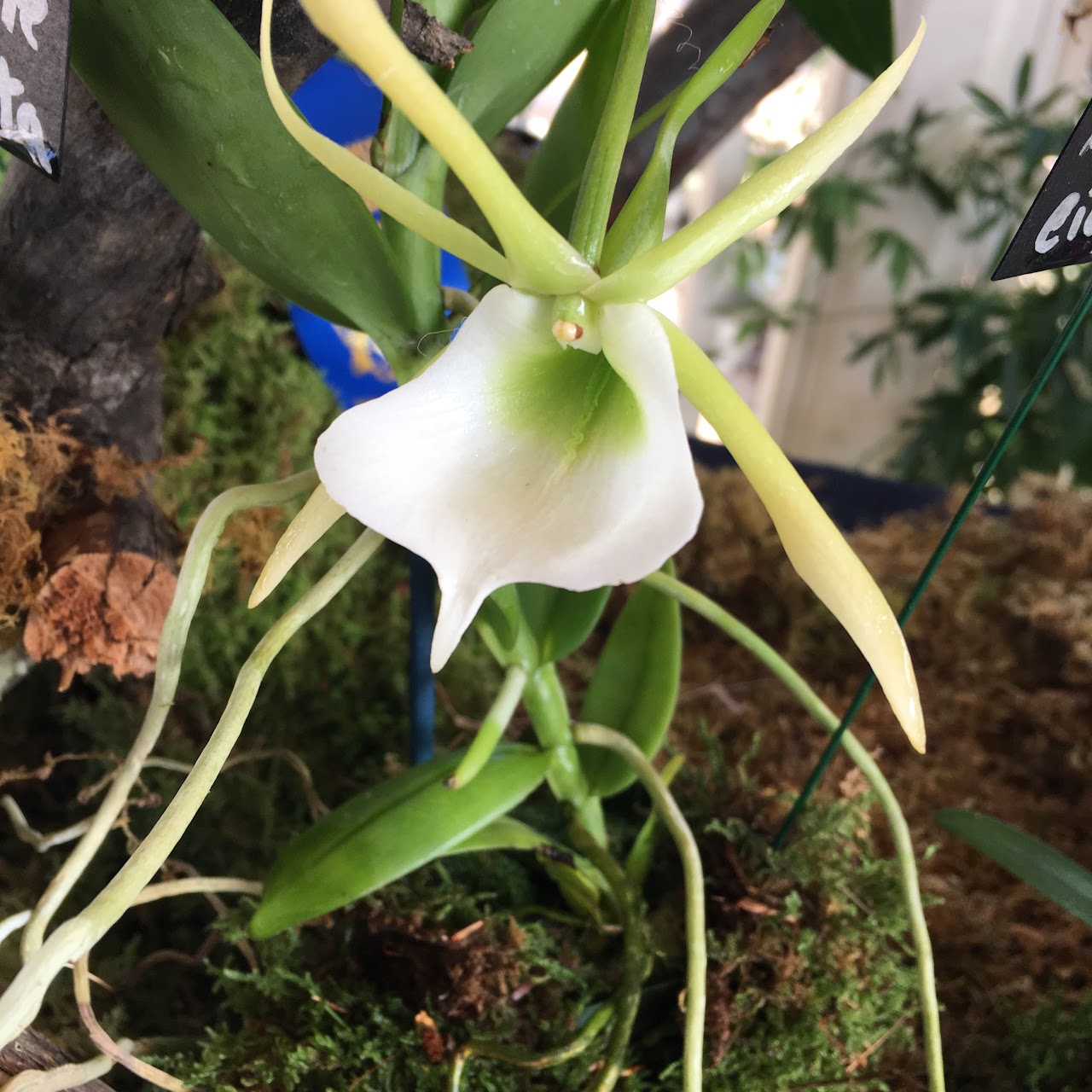 Angraecum eichlerianum — Angraecum, Natt's Orchids