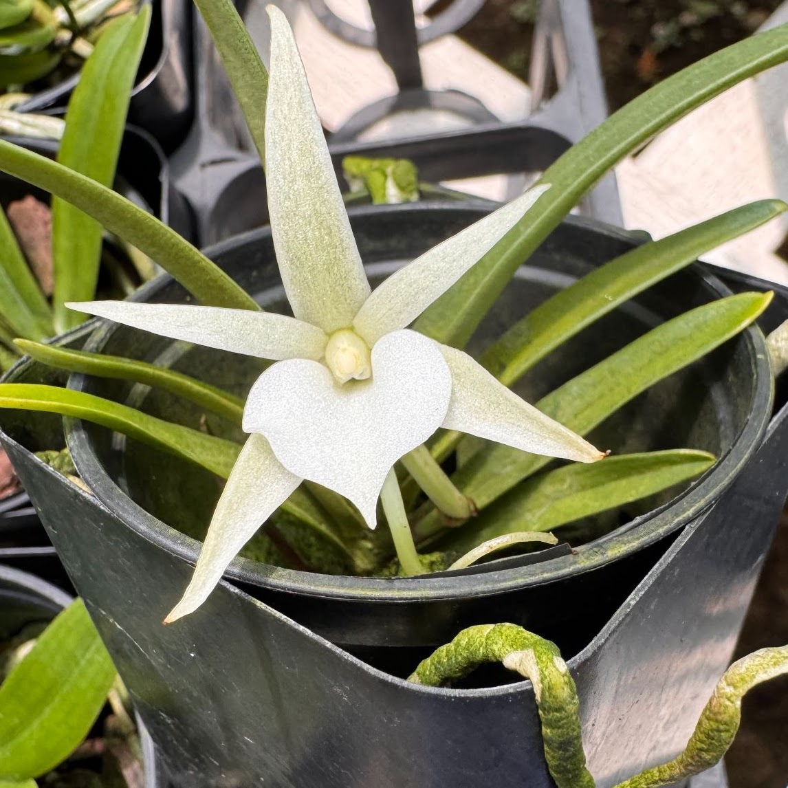 Angraecum rutenbergianum — Angraecum, Natt's Orchids