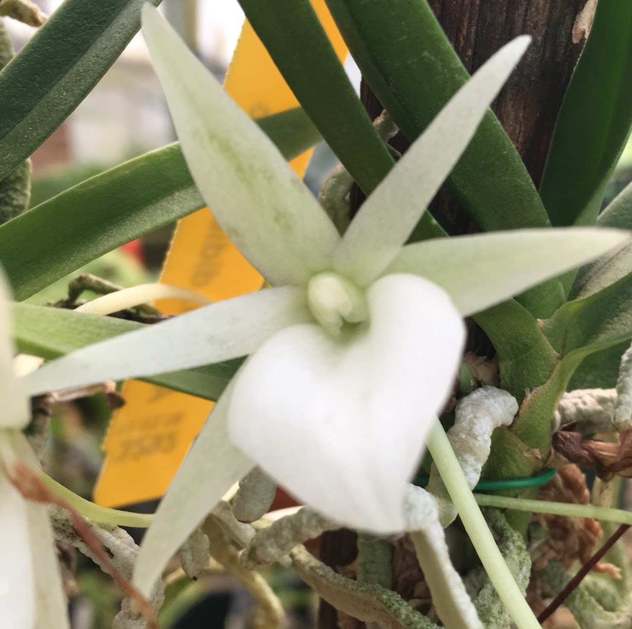 Angraecum didieri — Angraecum, Natt's Orchids