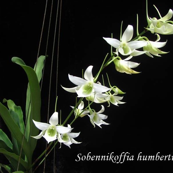 Sobennikoffia humbertiana — Angraecum, Natt's Orchids