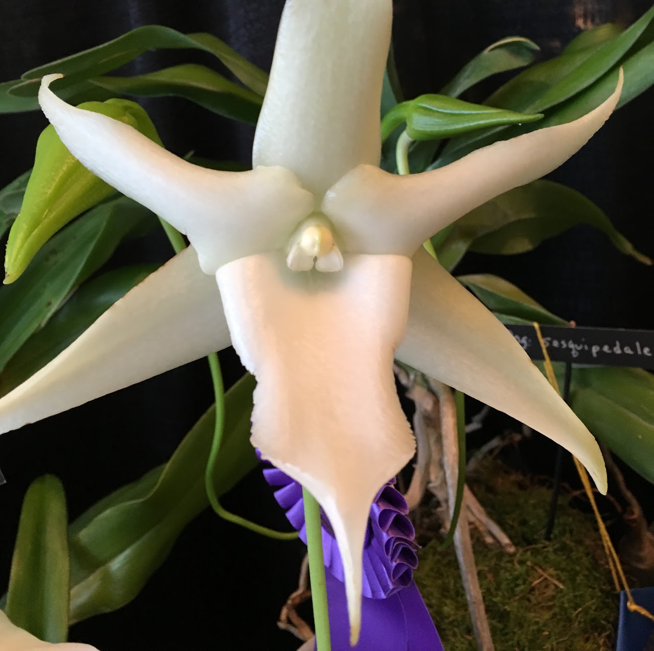 Angraecum sesquipedale — Angraecum, Natt's Orchids