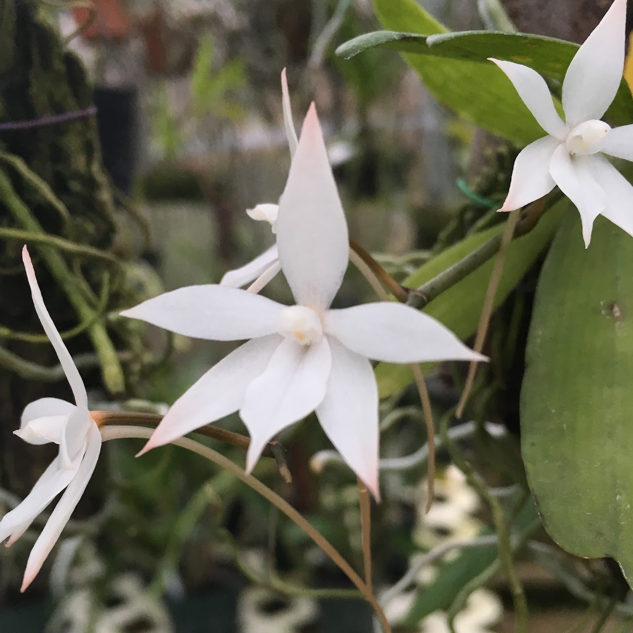 Aerangis biloba — Angraecum, Natt's Orchids