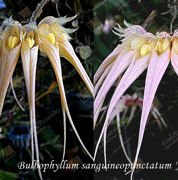 Bulbophyllum sanguineopunctatum 'Alba' — Bulbophyllum, Natt's Orchids