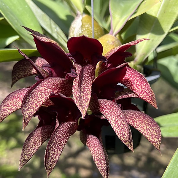 Bulbophyllum orchids at Natt's Orchids
