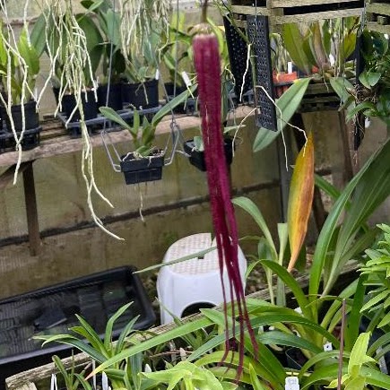 Bulbophyllum plumatum — Bulbophyllum, Natt's Orchids