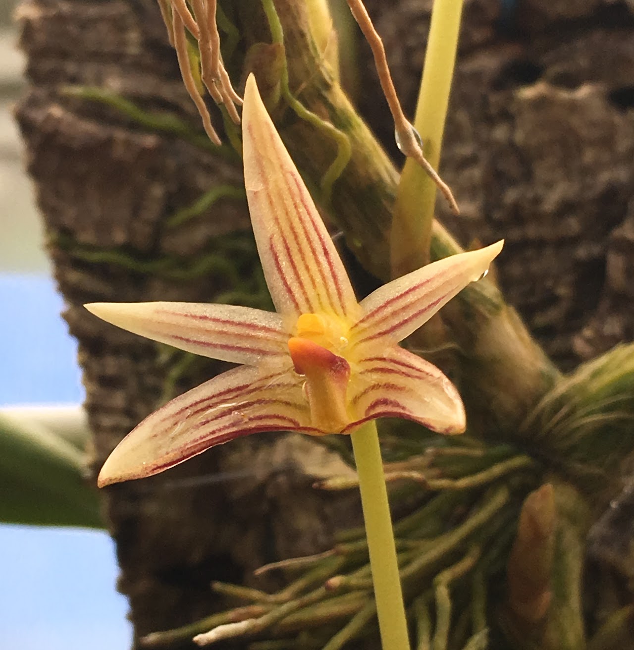Bulbophyllum affine — Bulbophyllum, Natt's Orchids