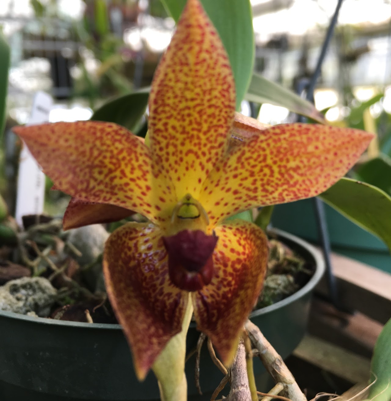 Bulbophyllum alsiosum — Bulbophyllum, Natt's Orchids