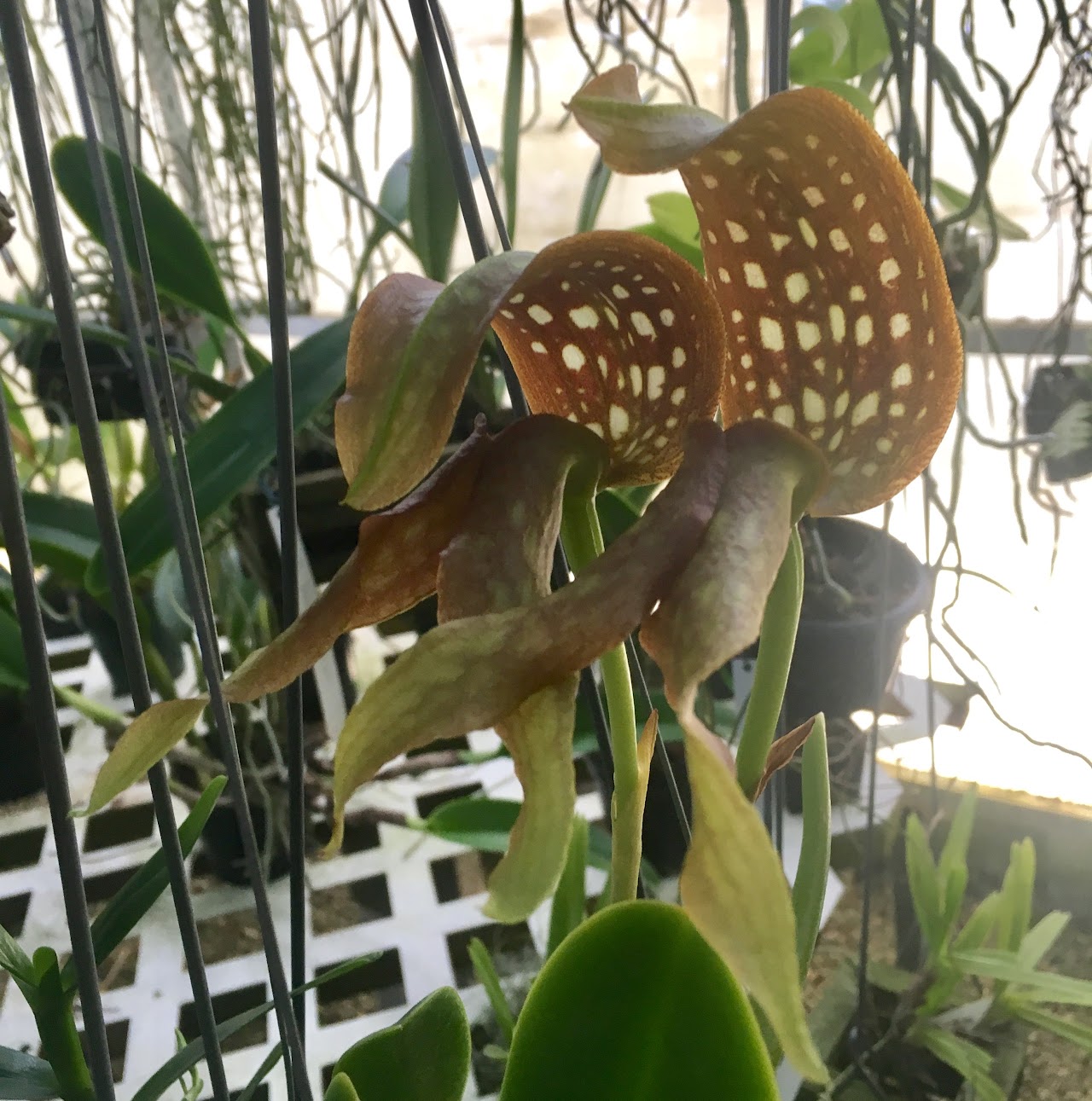 Bulbophyllum burfordiense — Bulbophyllum, Natt's Orchids