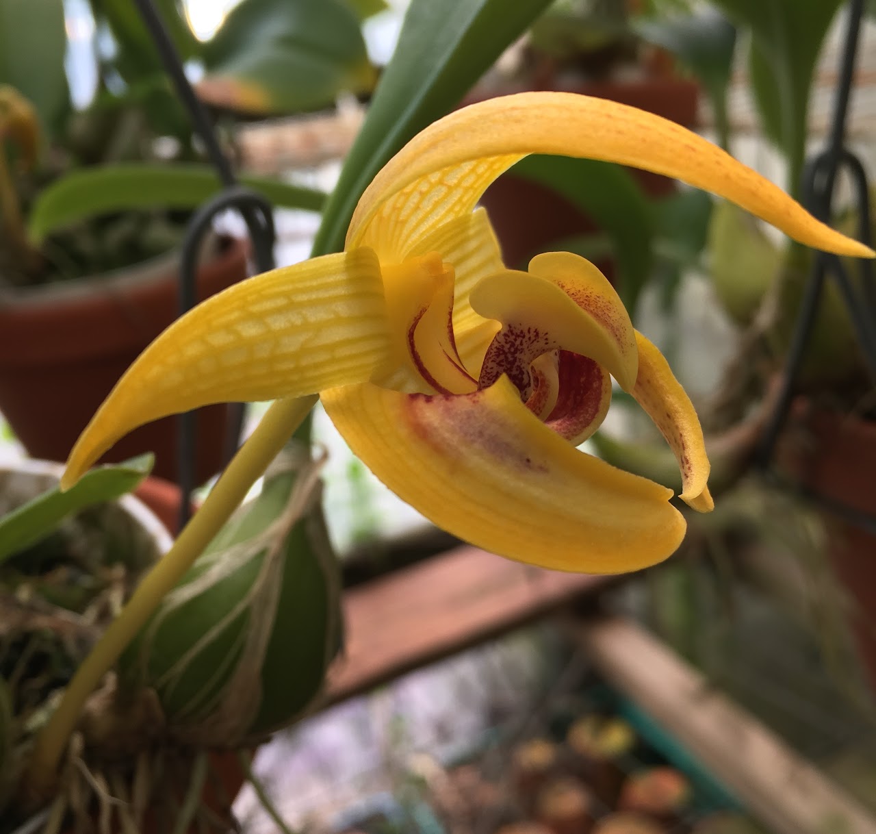 Bulbophyllum dearei — Bulbophyllum, Natt's Orchids