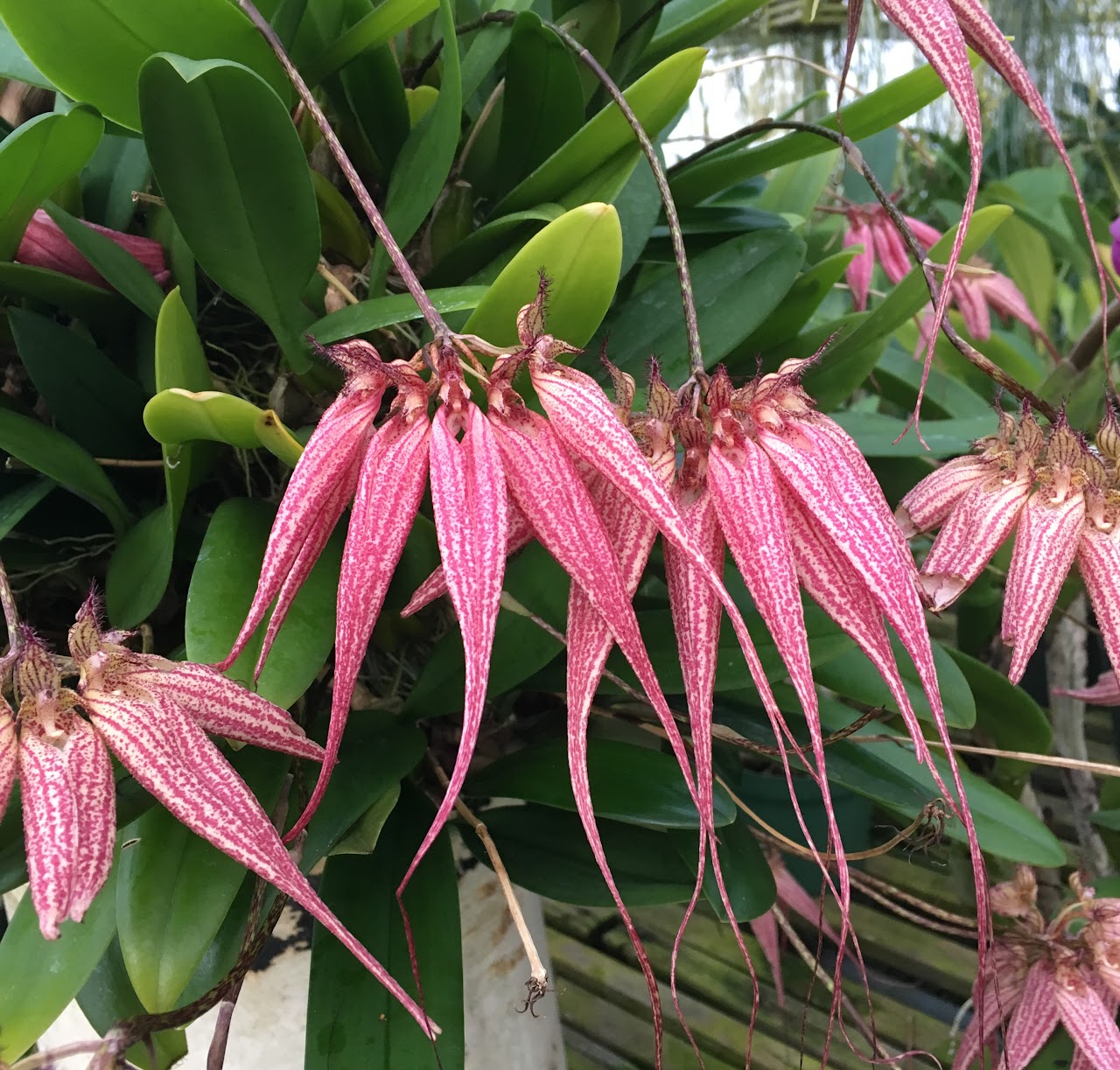 Bulbophyllum Elizabeth Ann 'Buckleberry' — Bulbophyllum, Natt's Orchids