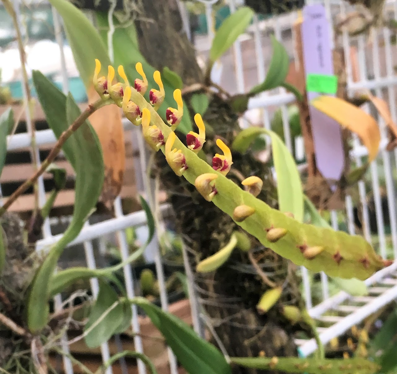 Bulbophyllum falcatum — Bulbophyllum, Natt's Orchids