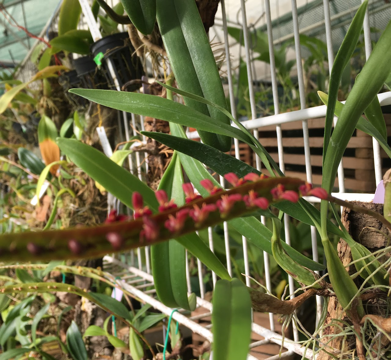 Bulbophyllum falcatum var.velutinum — Bulbophyllum, Natt's Orchids
