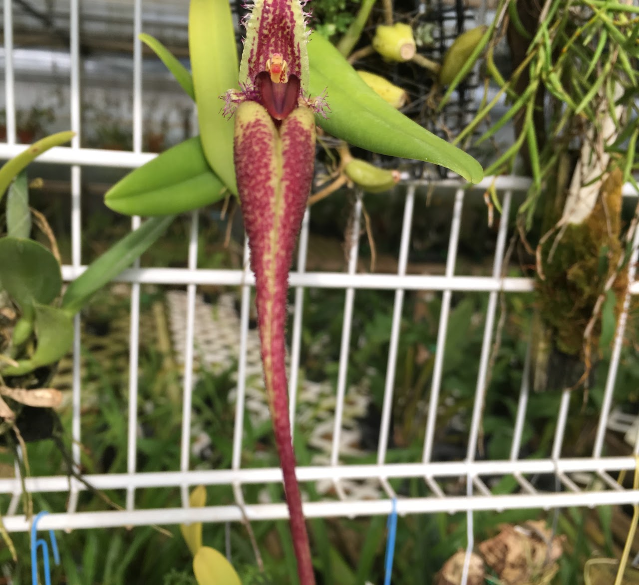 Bulbophyllum fascinator — Bulbophyllum, Natt's Orchids
