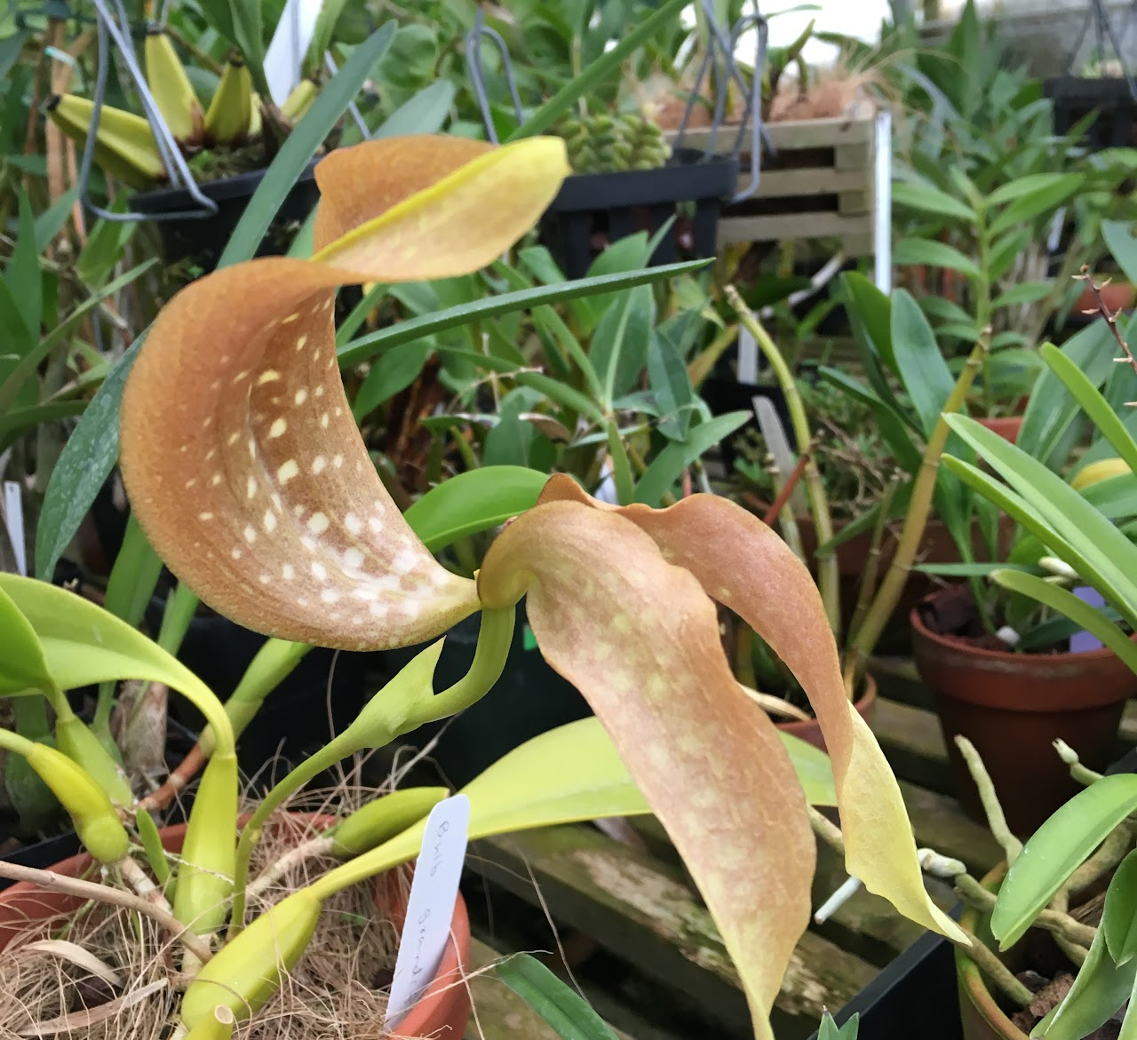 Bulbophyllum grandiflorum — Bulbophyllum, Natt's Orchids
