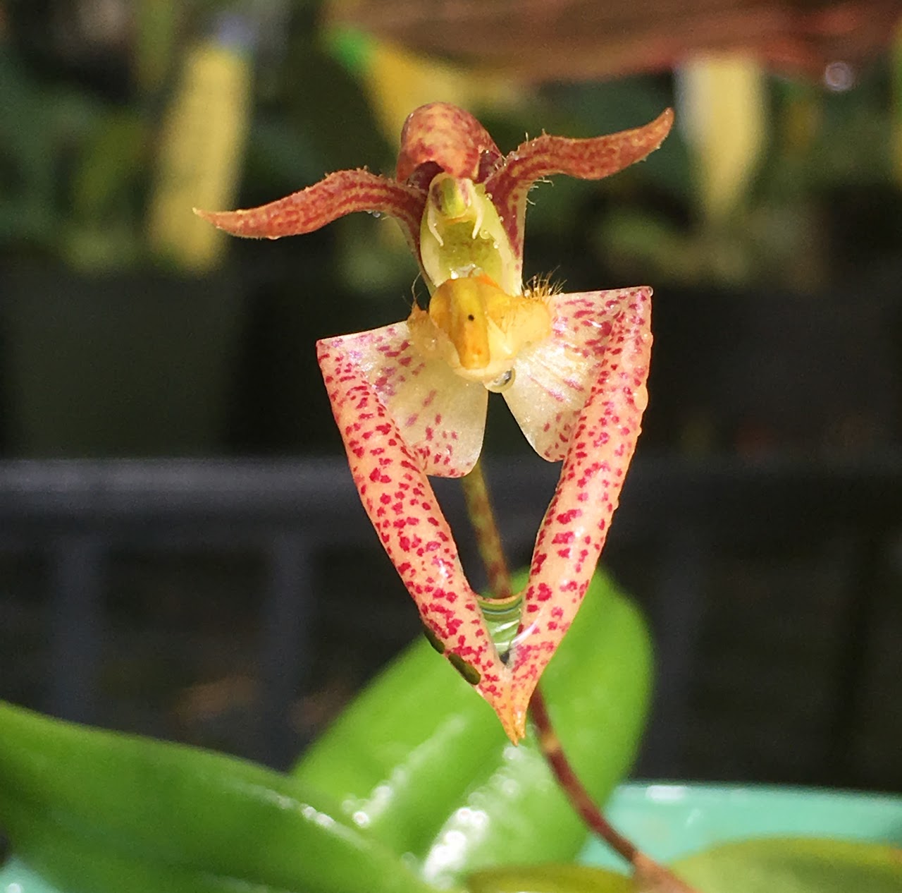 Bulbophyllum lasiochilum — Bulbophyllum, Natt's Orchids
