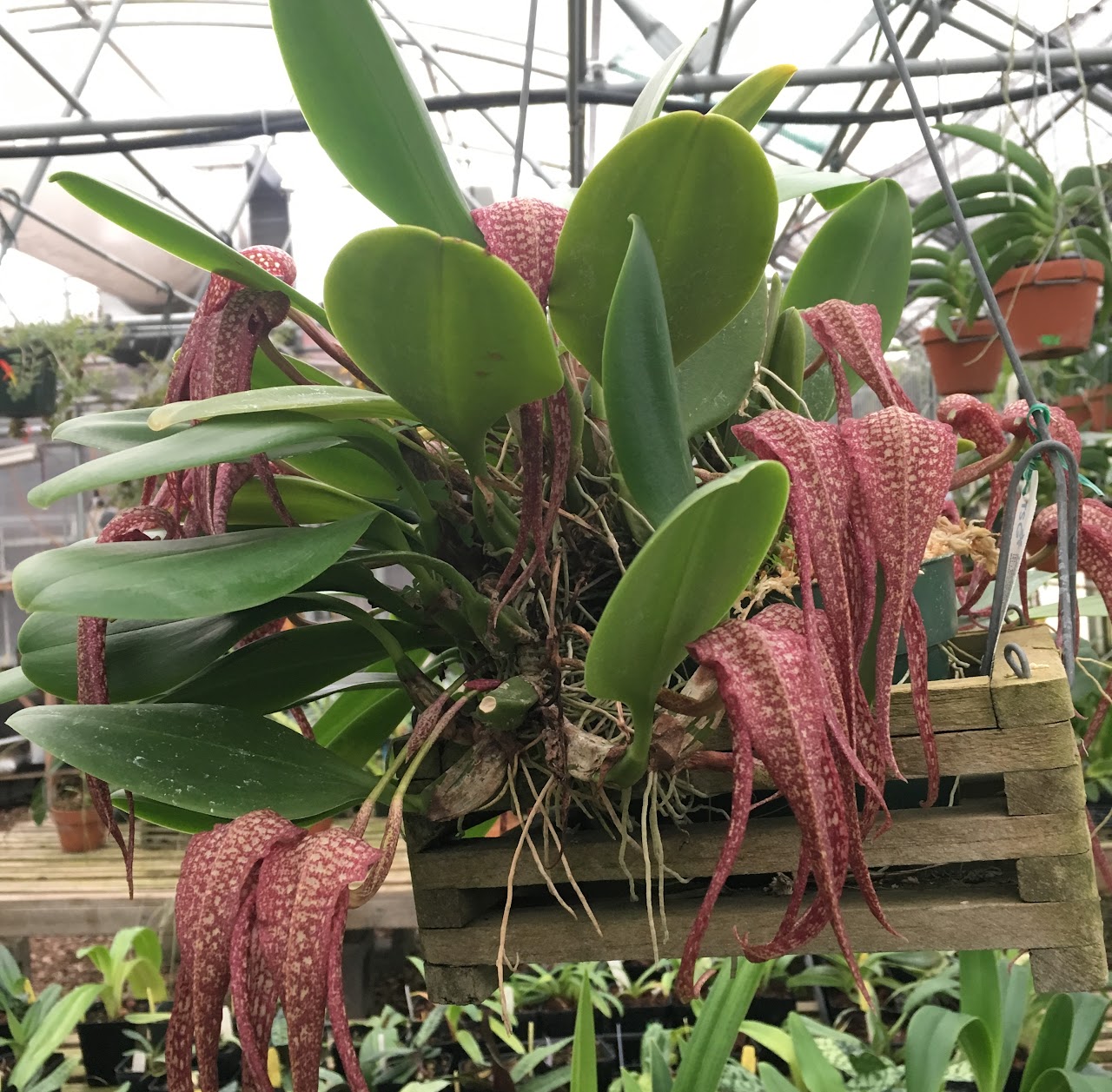 Bulbophyllum longisepalum "Natt's Delight" HCC/AOS — Bulbophyllum, Natt's Orchids