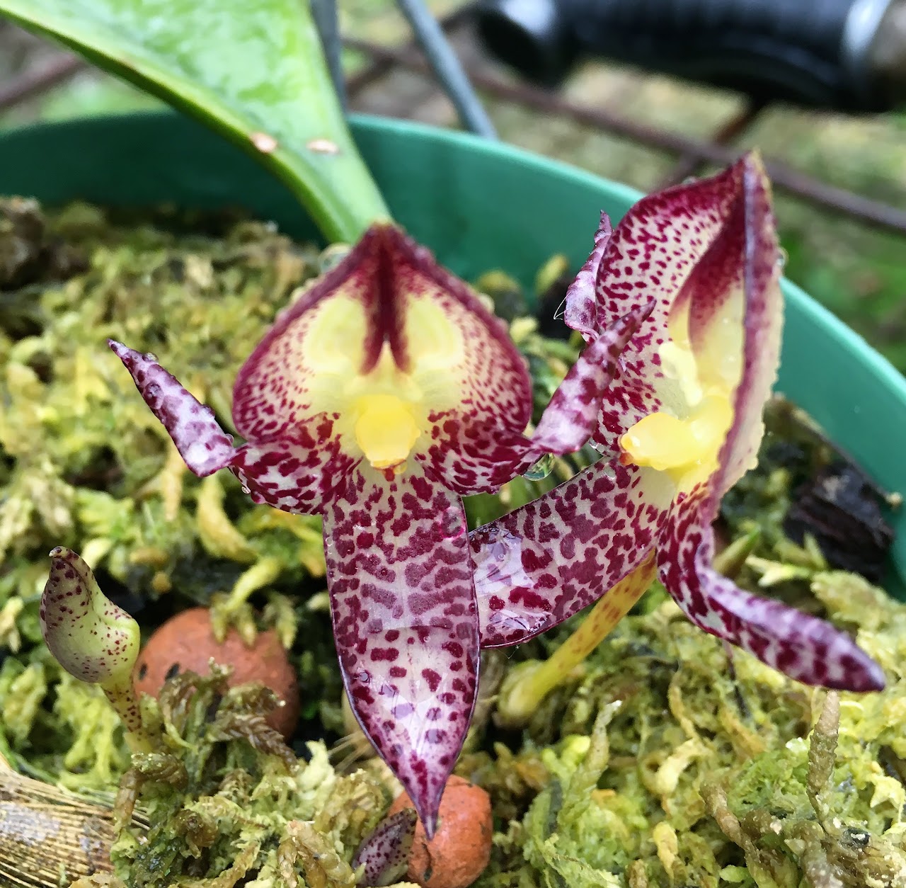 Bulbophyllum macranthum — Bulbophyllum, Natt's Orchids