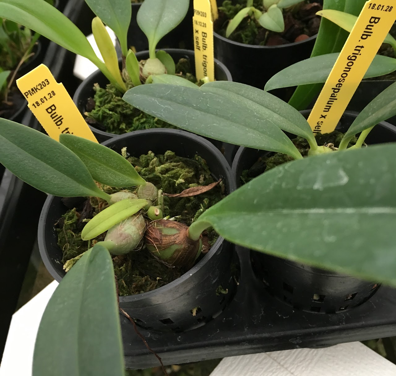 Bulbophyllum trigonosepalum — Bulbophyllum, Natt's Orchids