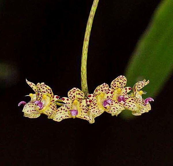 Bulbophyllum violaceolabellum — Bulbophyllum, Natt's Orchids
