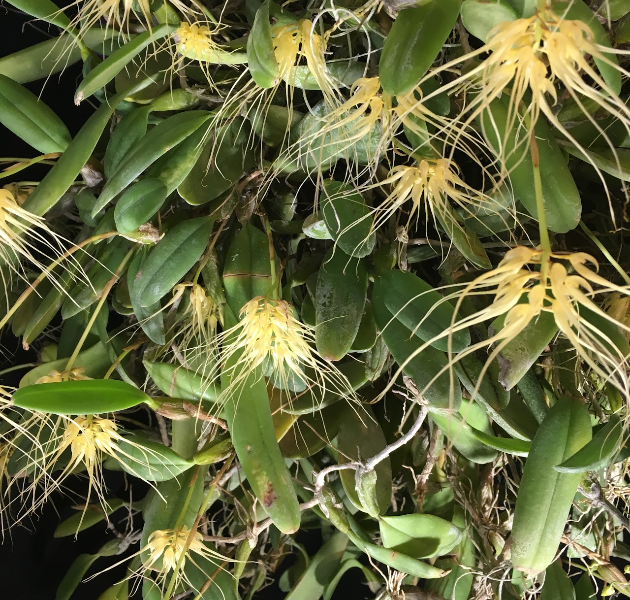 Bulbophyllum vaginatum — Bulbophyllum, Natt's Orchids