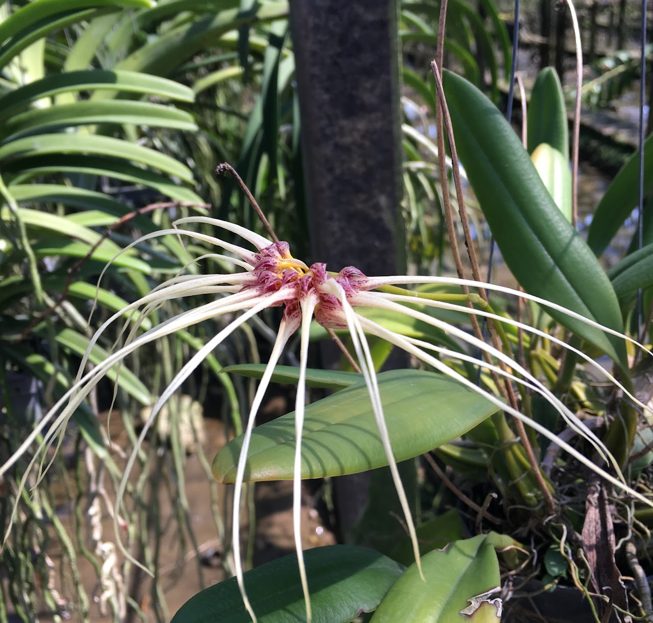Bulbophyllum (gracillimum x vaginatum) — Bulbophyllum, Natt's Orchids