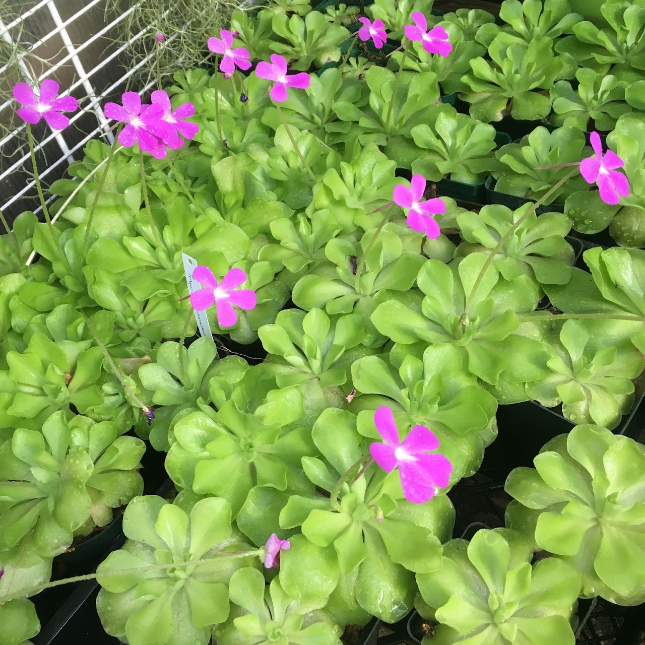 Pinguicula (Butterworts) moranensis 2.5" pot — Carnivorous, Natt's Orchids