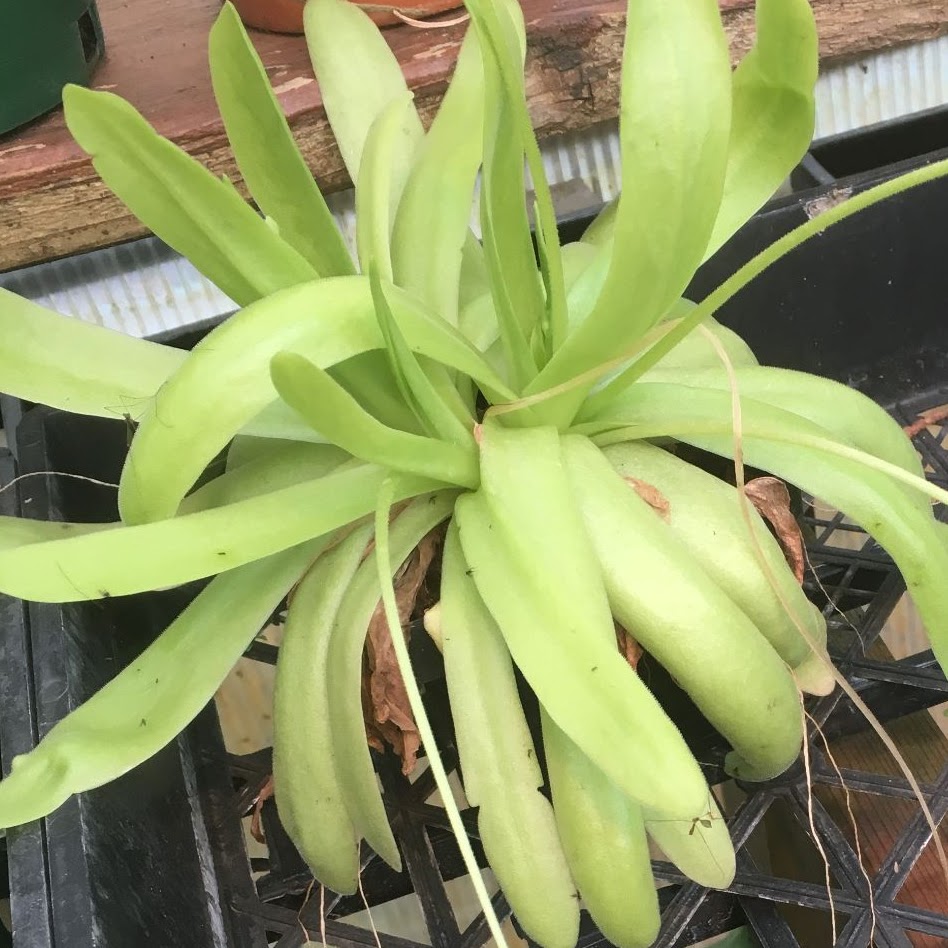Pinguicula (Butterworts) aphrodite 2.5" pot — Carnivorous, Natt's Orchids