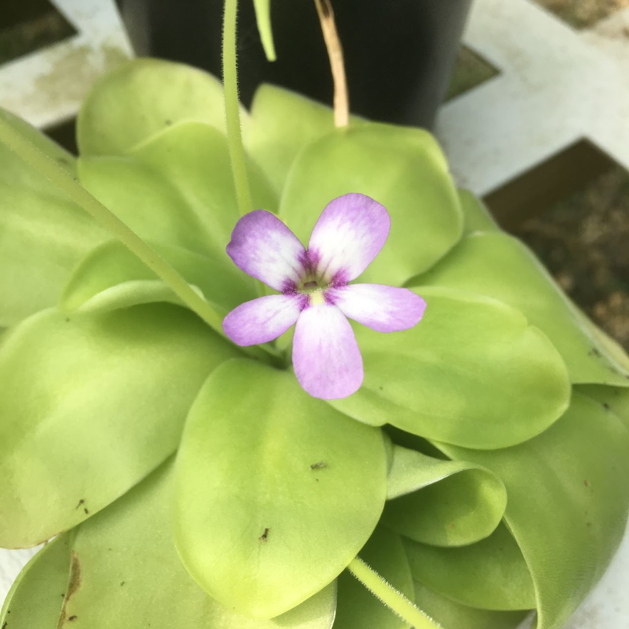 Pinguicula (Butterworts) Gina (P. agnata x P. zecheri) 2.5" pot — Carnivorous, Natt's Orchids