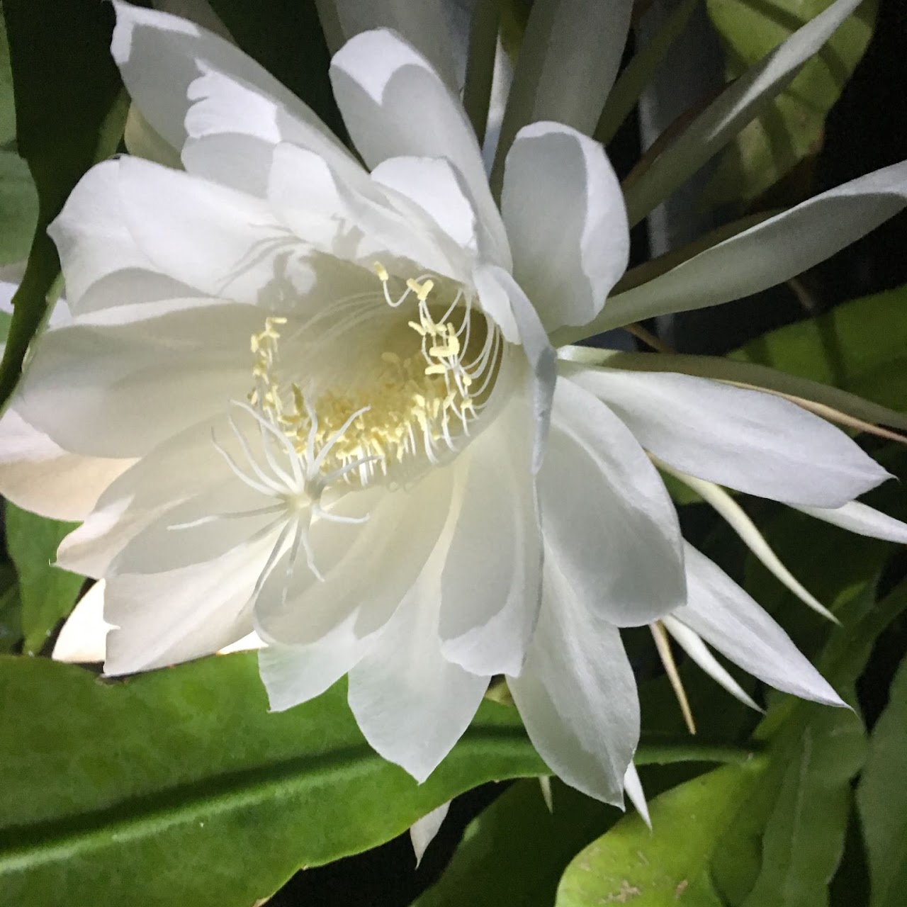 Epiphyllum, multiple growths 5" pot — Carnivorous, Natt's Orchids