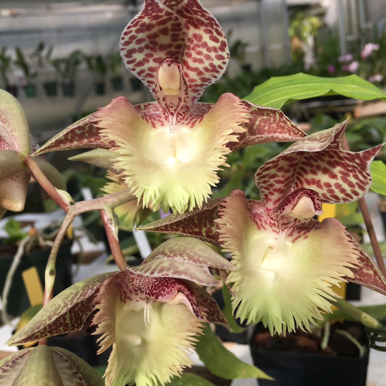 Catasetum Frilly Doris (Catasetum Doris's Choice x Dona Marie) — Catasetinae, Natt's Orchids