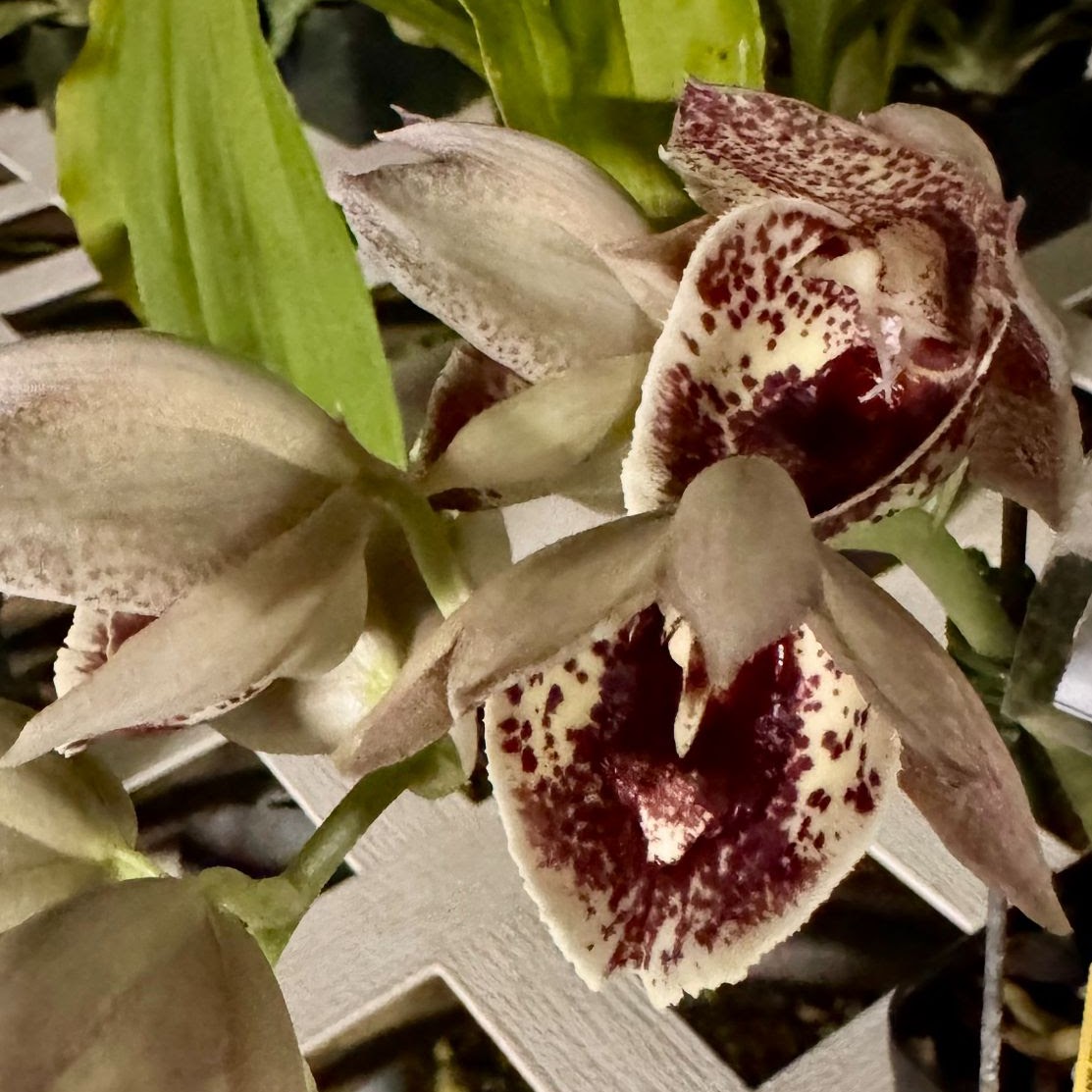 Catasetum (expansum '#2' x Melana Davison ‘Bombshell’) — Catasetinae, Natt's Orchids