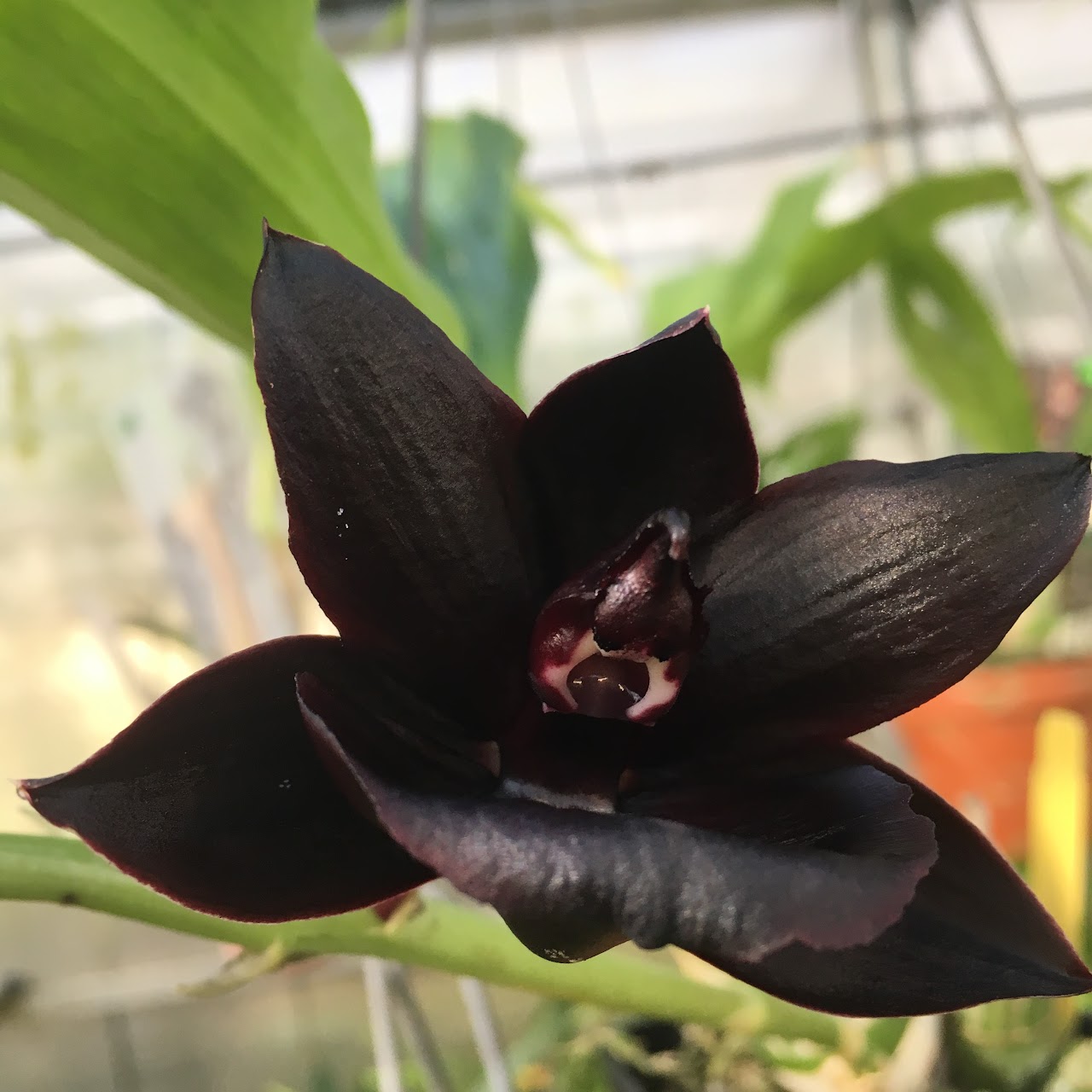 Monnierara Millennium Magic 'Witchcraft' (Catanoches Midnight Jem x Mormodes sinuata) — Catasetinae, Natt's Orchids
