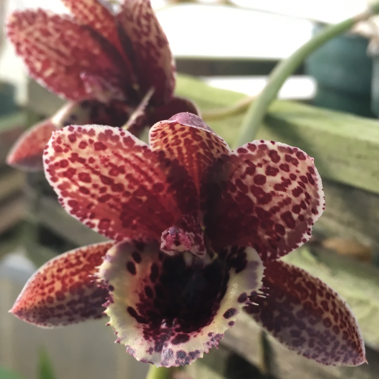 Fredclarkeara After Dark 'Sunset Valley Orchids' FCC/AOS ( Mormodia Painted Deset x Catasetum Donna Wise) — Catasetinae, Natt's Orchids