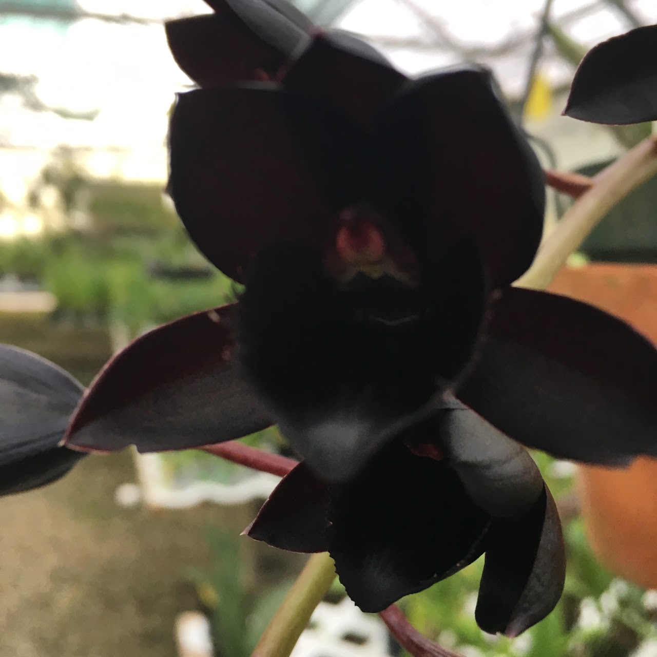 Fredclarkeara After Dark 'SVO Black Pearl' FCC/AOS ( Mormodia Painted Deset x Catasetum Donna Wise) — Catasetinae, Natt's Orchids