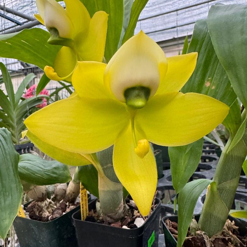 Cycnoches Mass Confusion (chlorochilon 'Giant Swan' x warscewiczii) — Catasetinae, Natt's Orchids