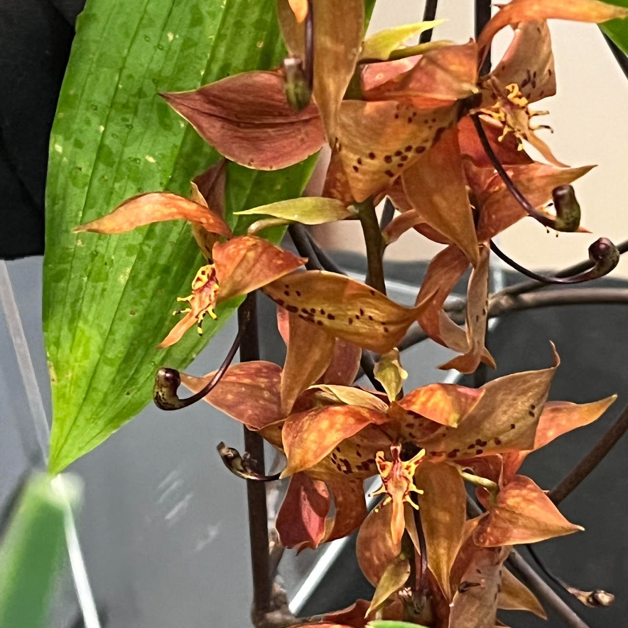 Cycnoches William Clarke (cooperi x herrenhusanum) — Catasetinae, Natt's Orchids