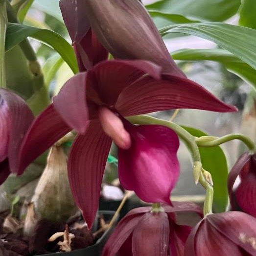 Cycnodes Wine Delight 'J.E.M.' FCC/AOS (Cycnoches lehmannii x Mormodes sinuata) — Catasetinae, Natt's Orchids