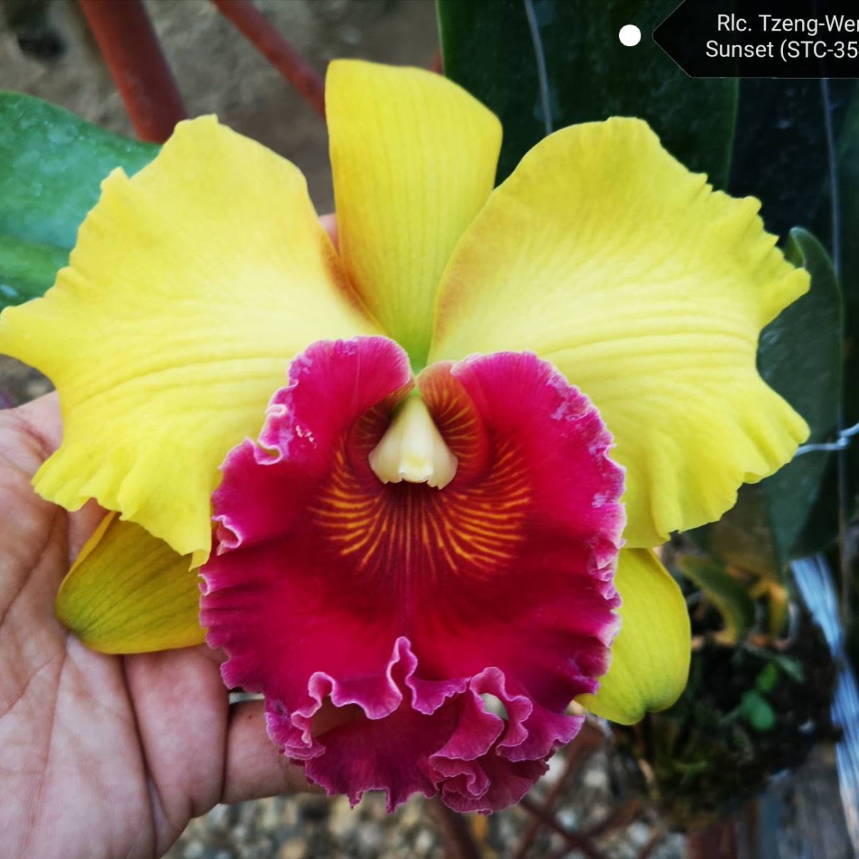 Cattleya orchids at Natt's Orchids