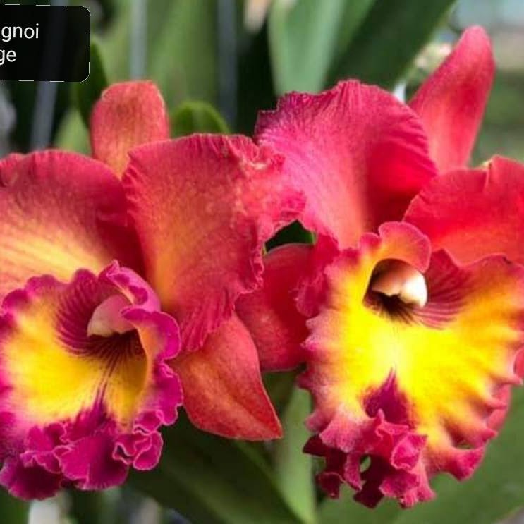 Rhyncholaeliocattleya Tungnoi Orange (Haadyai Delight x Tab Tim Sayam) — Cattleya, Natt's Orchids