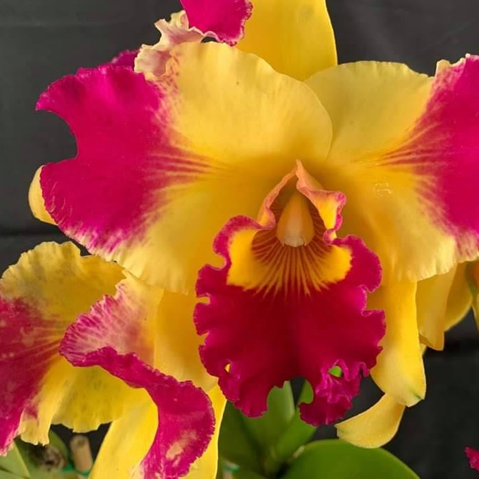 Rhyncholaeliocattleya Taiwan Fantasy (Taiwan Chaffinch Gold x Tzeng-Wen Beauty) — Cattleya, Natt's Orchids