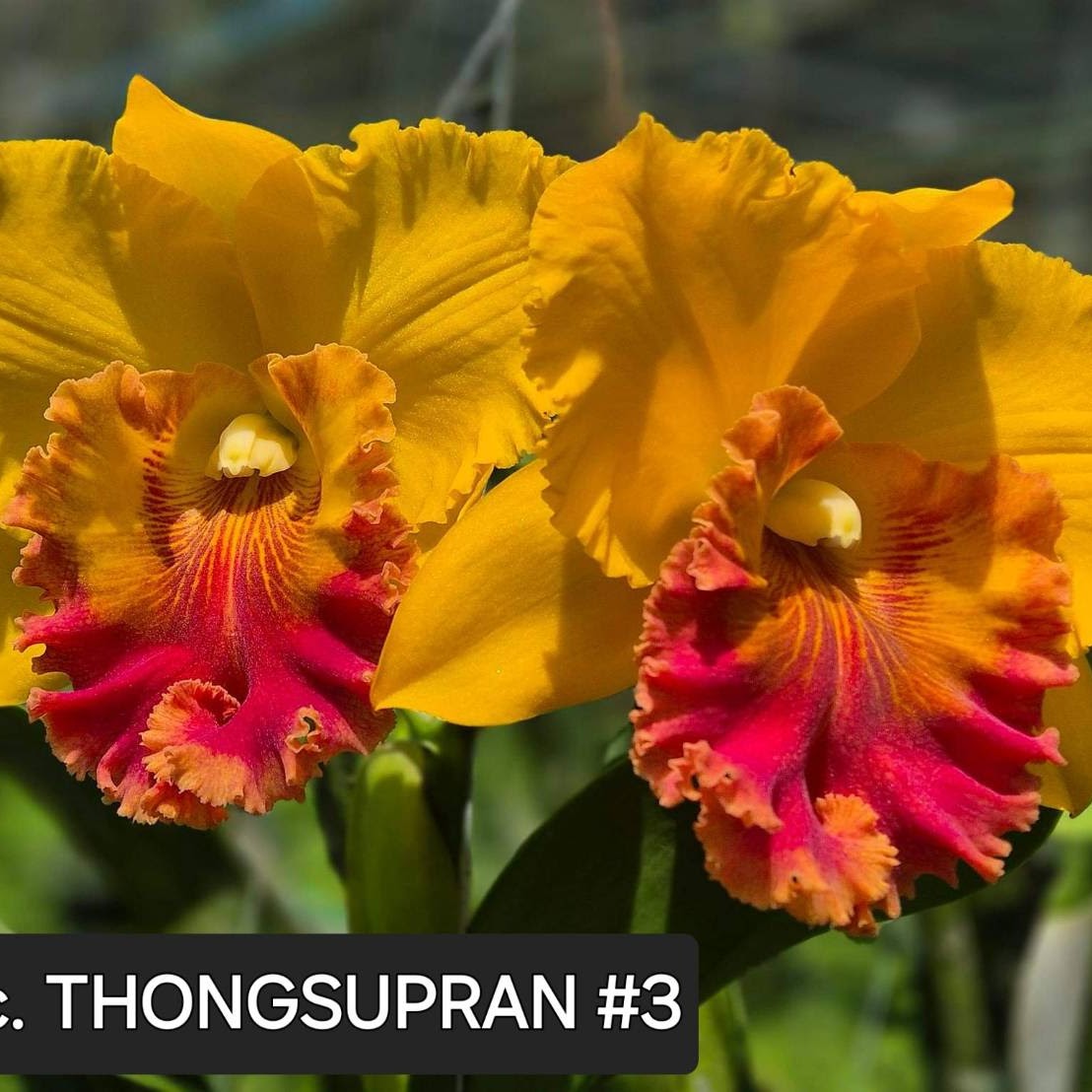 Rhyncholaeliocattleya Thong supran '#3' (Yen Twentyfour Carat x Haadyai Delight) — Cattleya, Natt's Orchids