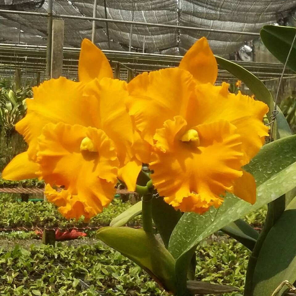 Rhyncholaeliocattleya Thongsupran ' Gold ' (Yen Twentyfour Carat x Haadyai Delight) — Cattleya, Natt's Orchids