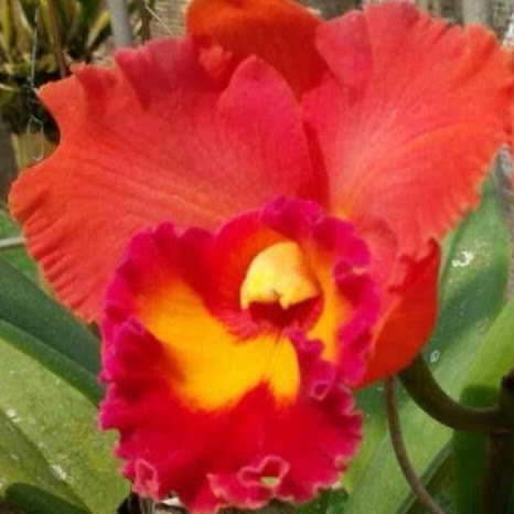 Rhyncholaeliocattleya River Kwai Red (Phet Paithoon x Korat Purple) — Cattleya, Natt's Orchids