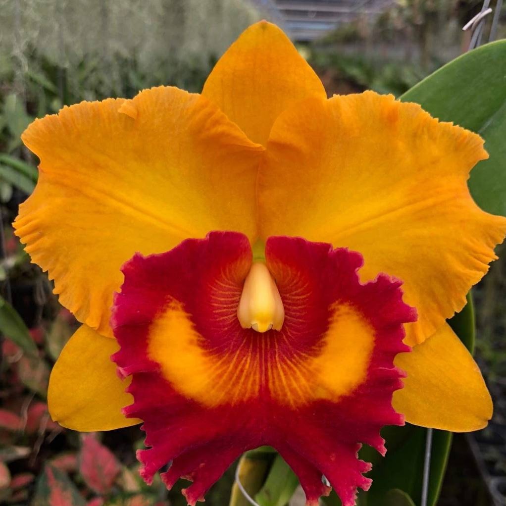 Rhyncholaeliocattleya Nakornchaisri Delight #3 (Yen Twentyfour Carat x Chunyeah) — Cattleya, Natt's Orchids