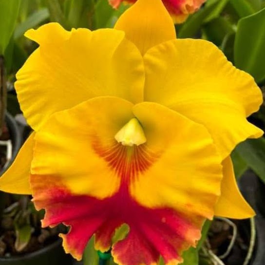 Rhyncholaeliocattleya Chomthong Delight (Haadyai x Chunyeah) — Cattleya, Natt's Orchids