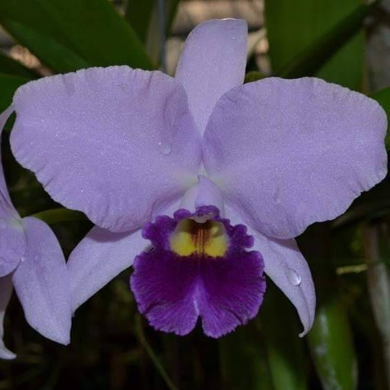 Cattlianthe Sierra Skies 'Leone' (Ctt Parysatis x Cmossiae) — Cattleya, Natt's Orchids