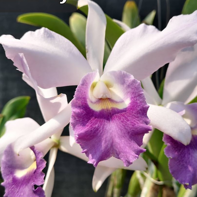 Cattleya Mishima Elf (C.B. Roebling x walkeriana) — Cattleya, Natt's Orchids